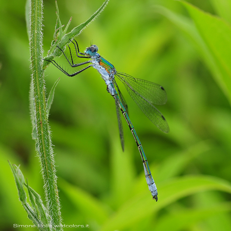 identificazione: Lestes sponsa o dryas ?   No, Lestes virens vestalis